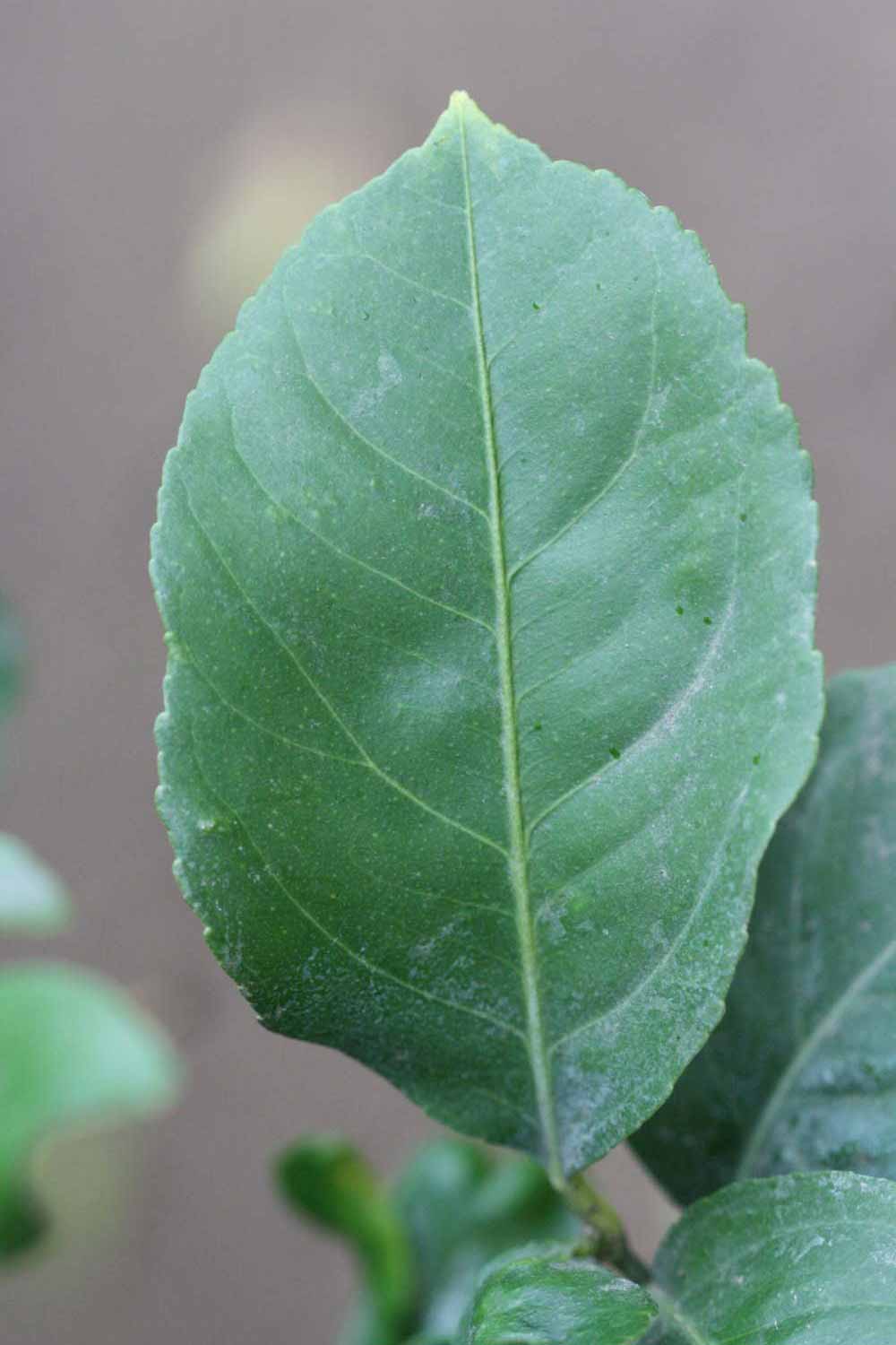              Unifoliolate leaf (Cascade, Riverside, CA)       